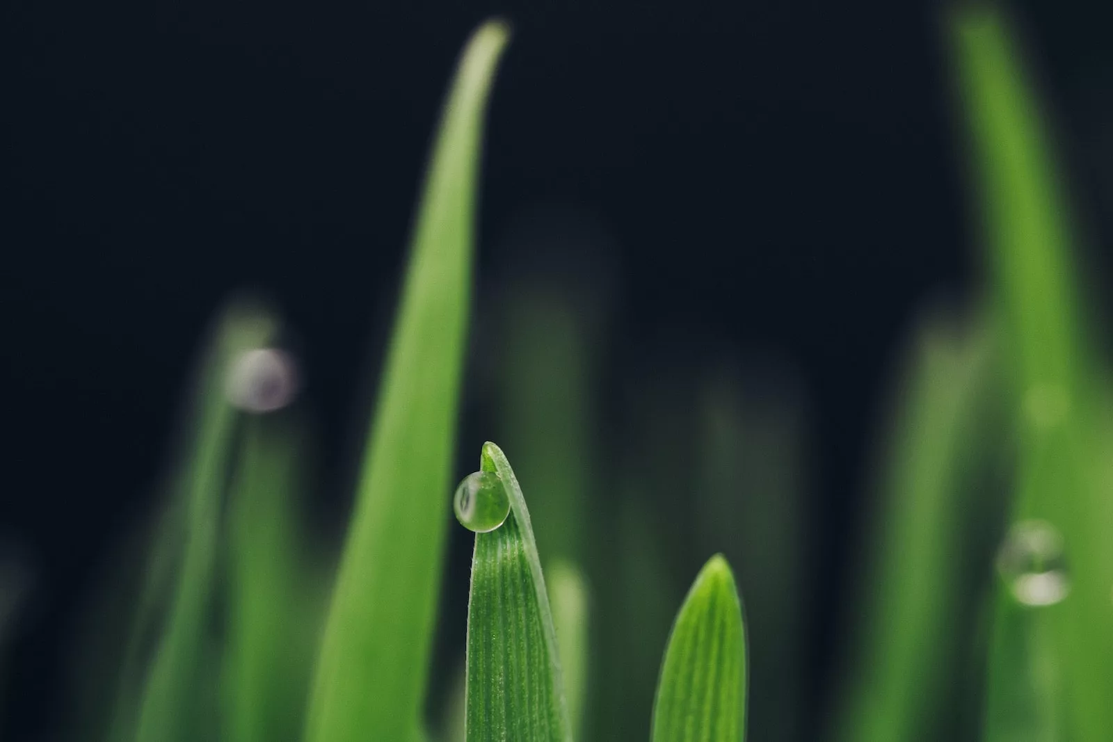 water droplets on green plant