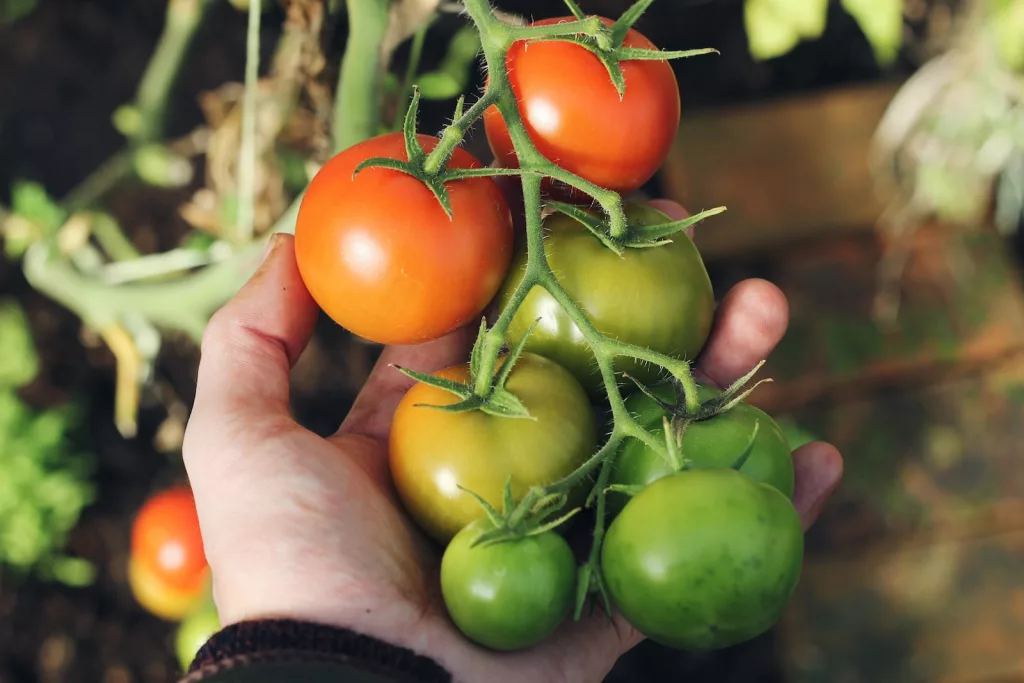 person holding green and red tomatoes